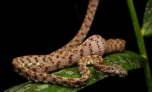 Discover the Breathtaking Beauty of Vietnam Most Stunning Snake Species - image 1