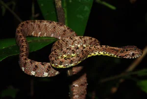 Discover the Breathtaking Beauty of Vietnam Most Stunning Snake Species - image 7
