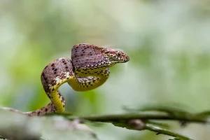 Discover the Breathtaking Beauty of Vietnam Most Stunning Snake Species - image 0