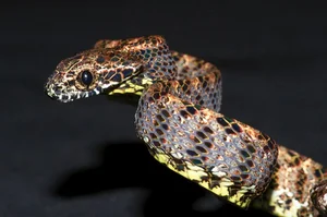 Discover the Breathtaking Beauty of Vietnam Most Stunning Snake Species - image 10