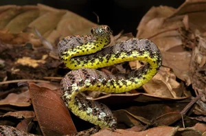 Discover the Breathtaking Beauty of Vietnam Most Stunning Snake Species - image 3