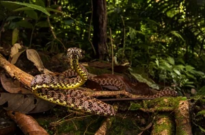 Discover the Breathtaking Beauty of Vietnam Most Stunning Snake Species - image 5