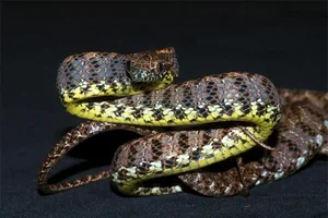 Discover the Breathtaking Beauty of Vietnam Most Stunning Snake Species - image 11