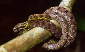 Discover the Breathtaking Beauty of Vietnam Most Stunning Snake Species - image 8