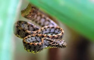 Discover the Breathtaking Beauty of Vietnam Most Stunning Snake Species - image 4