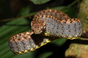 Discover the Breathtaking Beauty of Vietnam Most Stunning Snake Species - image 9