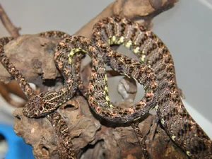 Discover the Breathtaking Beauty of Vietnam Most Stunning Snake Species - image 2