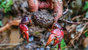 Uncovering the Mystery: The Strange Local Delicacy Boosting Rural Incomes - image 2
