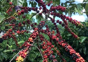 The Rare Bird Behind the World's Most Expensive 'Specialty' Coffee - image 10