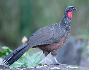 The Rare Bird Behind the World's Most Expensive 'Specialty' Coffee - image 1