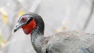 The Rare Bird Behind the World's Most Expensive 'Specialty' Coffee - image 0