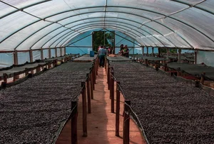 The Rare Bird Behind the World's Most Expensive 'Specialty' Coffee - image 4