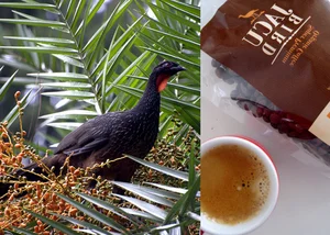 The Rare Bird Behind the World's Most Expensive 'Specialty' Coffee - image 8