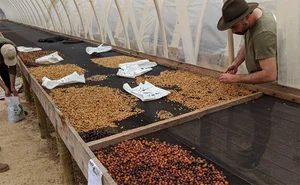 The Rare Bird Behind the World's Most Expensive 'Specialty' Coffee - image 9