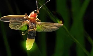 Discovering the Secrets of Vietnam's Most Extraordinary Camouflage Insects - image 4