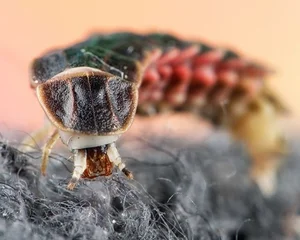 Discovering the Secrets of Vietnam's Most Extraordinary Camouflage Insects - image 2