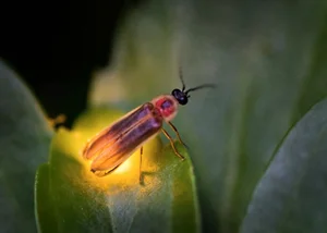 Discovering the Secrets of Vietnam's Most Extraordinary Camouflage Insects - image 3