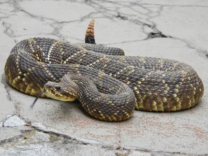 The 8 Most Venomous Snakes on Earth: Spotting the Deadly Number 3 in Vietnam - image 6
