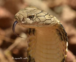 The 8 Most Venomous Snakes on Earth: Spotting the Deadly Number 3 in Vietnam - image 7