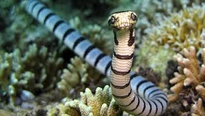 The 8 Most Venomous Snakes on Earth: Spotting the Deadly Number 3 in Vietnam - image 5