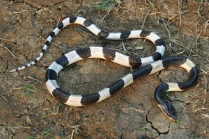 The 8 Most Venomous Snakes on Earth: Spotting the Deadly Number 3 in Vietnam - image 4