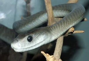 The 8 Most Venomous Snakes on Earth: Spotting the Deadly Number 3 in Vietnam - image 3