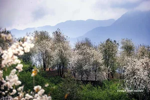 Experience the Vibrant Son Tra Blossom Festival: A Cultural and Natural Gem in Son La - image 7