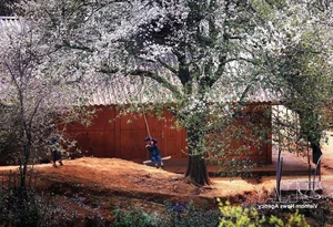 Experience the Vibrant Son Tra Blossom Festival: A Cultural and Natural Gem in Son La - image 9