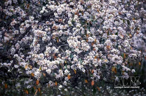 Experience the Vibrant Son Tra Blossom Festival: A Cultural and Natural Gem in Son La - image 1