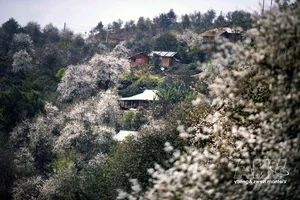 Experience the Vibrant Son Tra Blossom Festival: A Cultural and Natural Gem in Son La - image 4