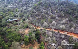 Experience the Vibrant Son Tra Blossom Festival: A Cultural and Natural Gem in Son La - image 3