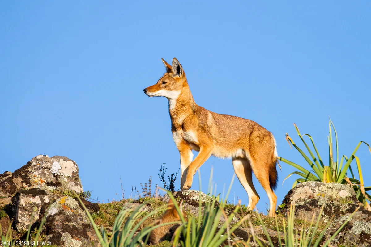 The Ethiopian Wolf: Protecting Africa’s Most Threatened Canid Species