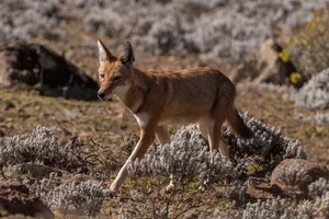 The Ethiopian Wolf: Protecting Africa’s Most Threatened Canid Species - image 3