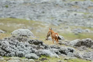 The Ethiopian Wolf: Protecting Africa’s Most Threatened Canid Species - image 7