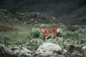 The Ethiopian Wolf: Protecting Africa’s Most Threatened Canid Species - image 5