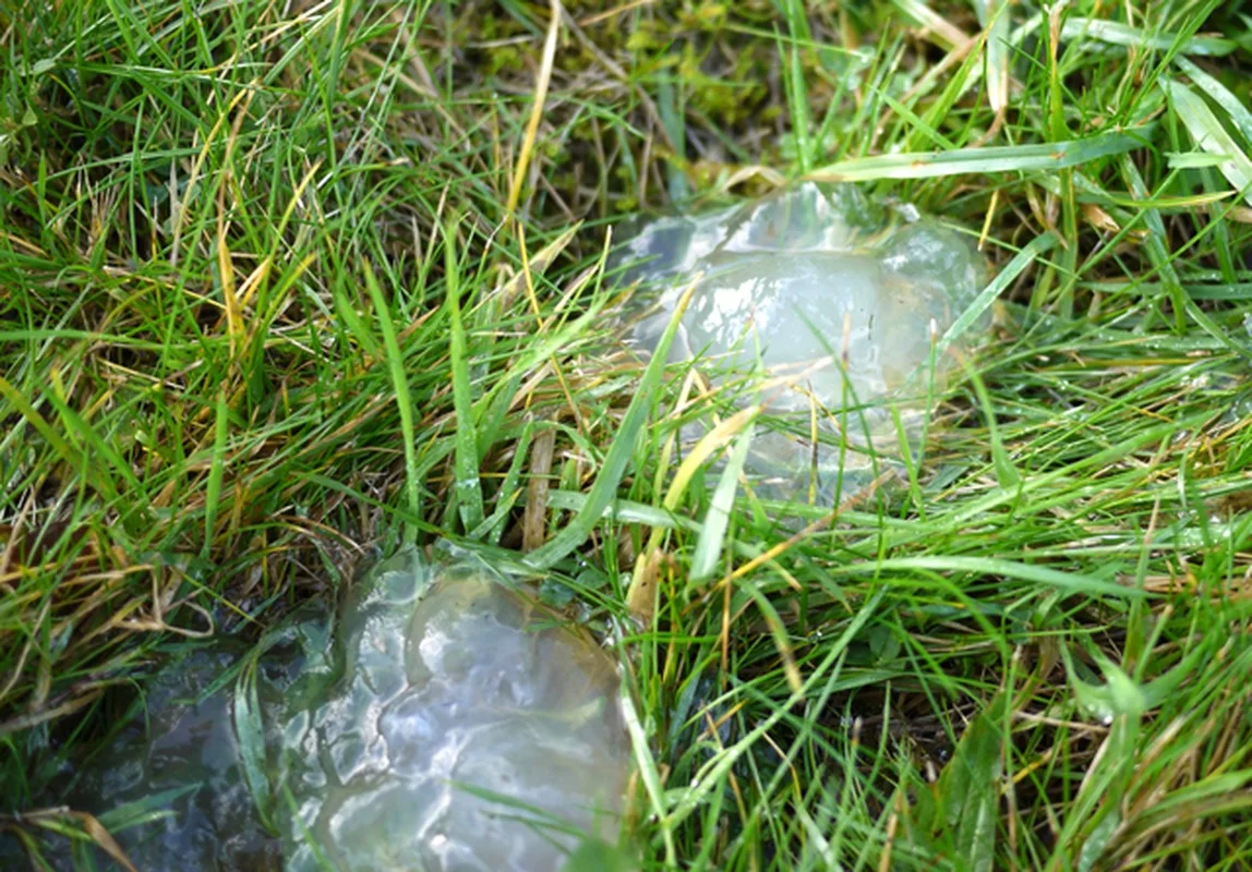 Mysterious Slime Falling from the Sky Puzzles Scientists and Researchers