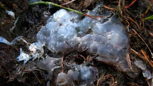 Mysterious Slime Falling from the Sky Puzzles Scientists and Researchers - image 8