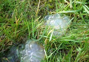 Mysterious Slime Falling from the Sky Puzzles Scientists and Researchers - image 0