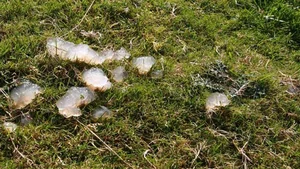 Mysterious Slime Falling from the Sky Puzzles Scientists and Researchers - image 1