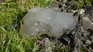 Mysterious Slime Falling from the Sky Puzzles Scientists and Researchers - image 5