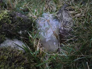Mysterious Slime Falling from the Sky Puzzles Scientists and Researchers - image 4