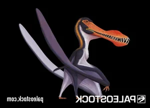 Unveiling the Strange Features of South America's Most Famous Flying Lizard - image 4