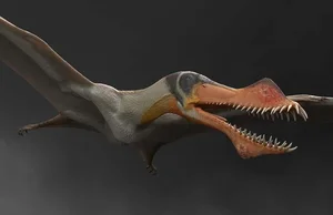 Unveiling the Strange Features of South America's Most Famous Flying Lizard - image 3