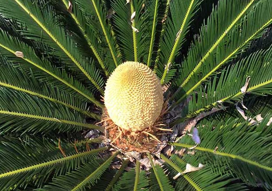 The Lucky Bloom: Discovering the Unique Plant That Brings Prosperity