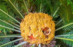 The Lucky Bloom: Discovering the Unique Plant That Brings Prosperity - image 10