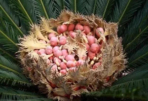 The Lucky Bloom: Discovering the Unique Plant That Brings Prosperity - image 6