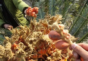 The Lucky Bloom: Discovering the Unique Plant That Brings Prosperity - image 5