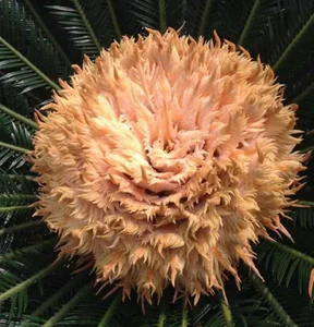 The Lucky Bloom: Discovering the Unique Plant That Brings Prosperity - image 8