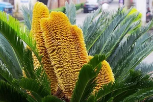 The Lucky Bloom: Discovering the Unique Plant That Brings Prosperity - image 11