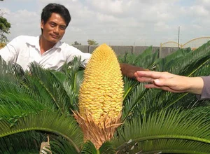 The Lucky Bloom: Discovering the Unique Plant That Brings Prosperity - image 4